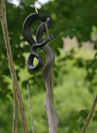 Rat Snake